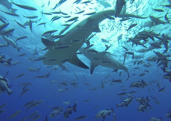 Es wuseln 15-20 Bulsharks um uns herum und wahnsinnig viele Fische