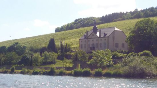 Die ersten Reben vom Moselwein