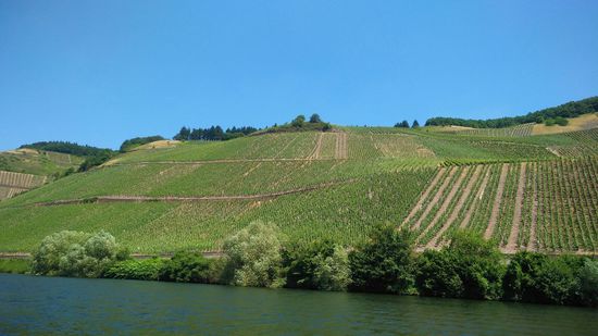 Entlang der Mosel gibt es nur Wein.