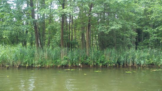 Auf der Havel mitten durch den Wald.