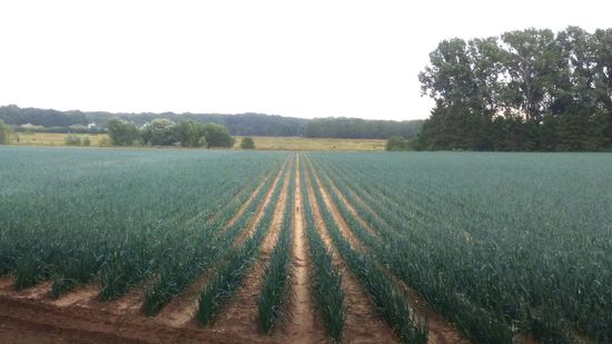 Zwiebeln so weit das Auge Reicht.