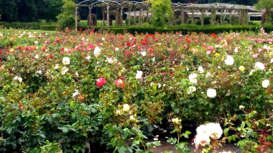 3.08.2017
Rosenfelder in Holland