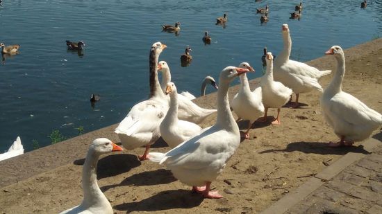 an der Maas hat es 100te von Gänsen.