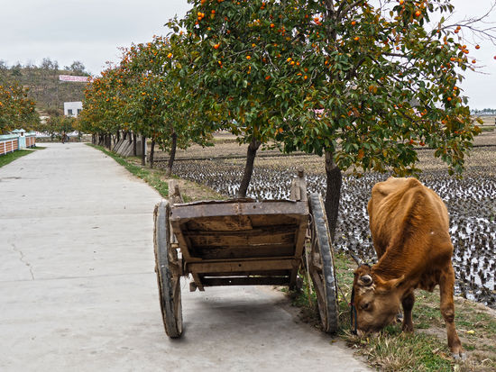 Landwirtschaftskooperativfarm Chonsam
