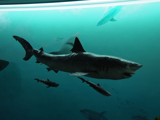 Aquarium im im Songdowon International Children's Camp (Hai vorne ausgestopft, hinten lebendig)