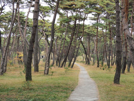Weitere Hügelgräber im Hintergrund nahe der Grabstätte des Königs Tongmyong