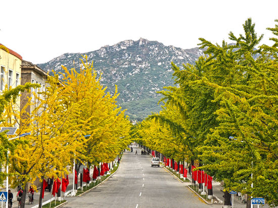 Mit Gingkobäumen und roten Fahnen gesäumte Allee in Kaesong