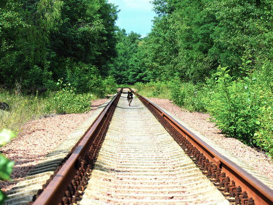Gleise mit streunendem Hund
