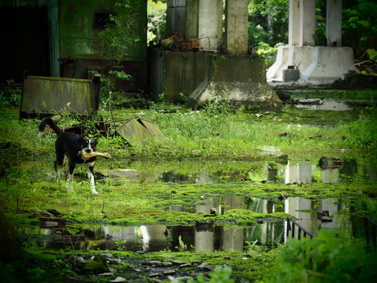 Streunender Hund mit großem Knochen...