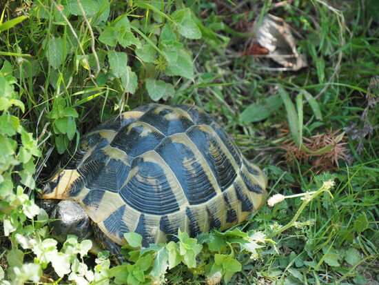 Auf dem Weg zur Höhle ist uns diese Schildi über den Weg gelaufen.