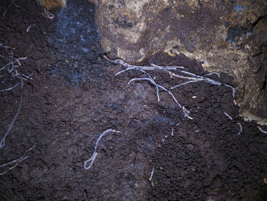 Würmer in der Pëllumba-Höhle
