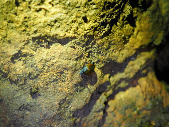 Eine blaue Schnecke in der Pëllumba-Höhle
