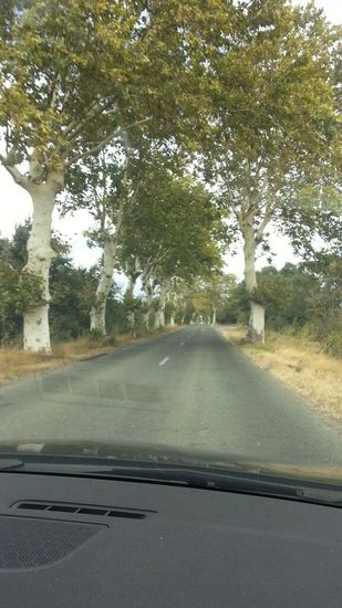 Kilometerlange Alleen mit diesen schönen Bäumen