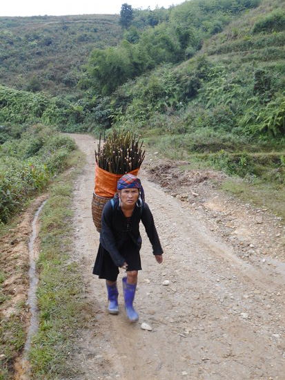 Sie hat leider keine Mitfahrgelegenheit bekommen - Hmongfrau mit Bambusschoesslingen