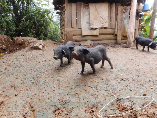 Eine neugierige Schweinerei