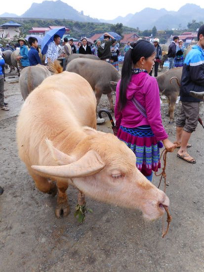 Auch einen Albino Wasserbüffel gab es.