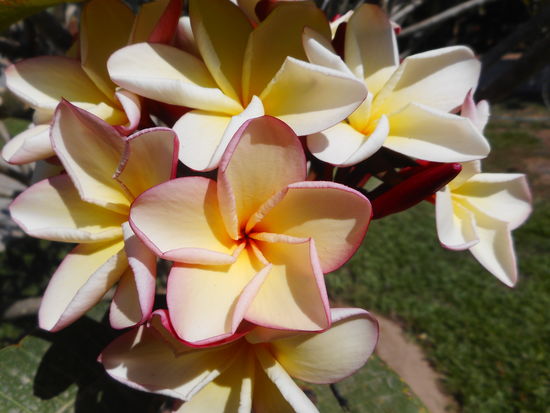 Tinas Lieblingsblume.