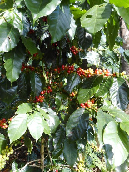 Der Arabica ist erntereif.