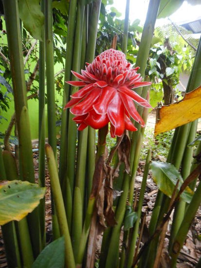 Schönheit im Urwald!