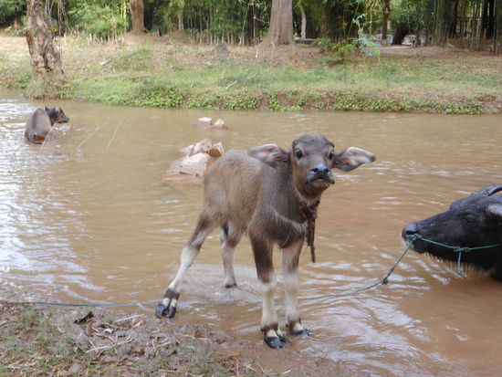 Ein neugieriger Inselbewohner.