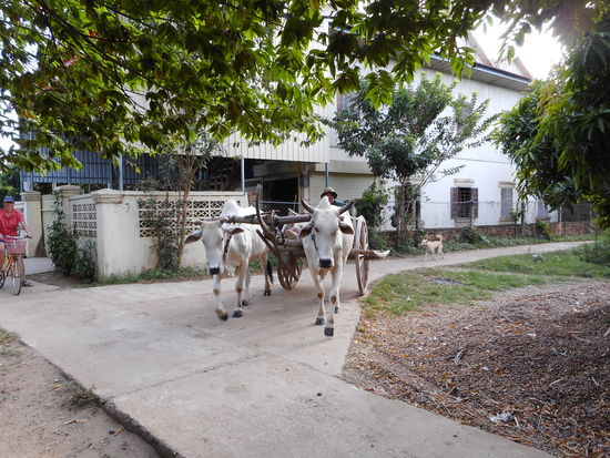 Ochsenkarren auf der Insel Koh Trang