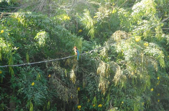 ...gab es sogar Kingfischer ( Eisvögel )......