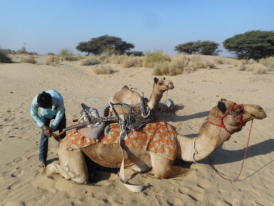 Michael Jackson und Bob Marley werden aufgesattelt.