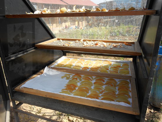 Die ersten Pomelos im Solartrockner.