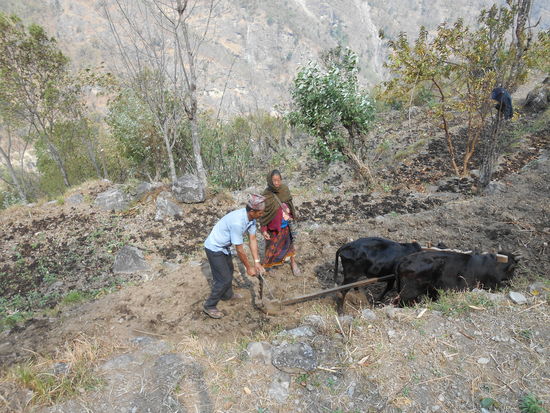 Pflügen wie im Mittelalter