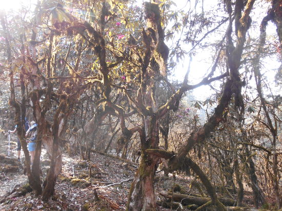 Wie im " Zauberwald "