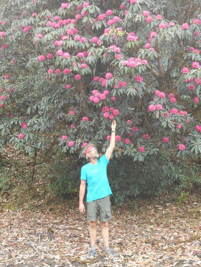 Unser Weg führt durch einen wunderschönen Rhododendronwald.