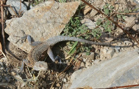 Heute ist der Weg besonders abwechslungsreich.