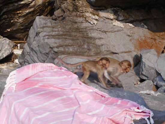 Badegäste auf "Monkey-Island"