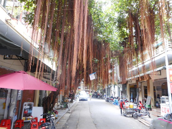 Altstadtstraße am frühen Morgen ohne viel Verkehr.
Luftwurzeln der Bäume.