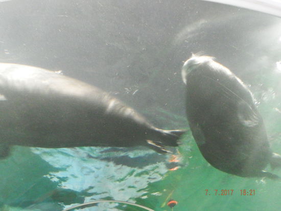 Dort gab es auch Robben, leider nicht in freier Natur. Die Fütterung haben wir verpasst
