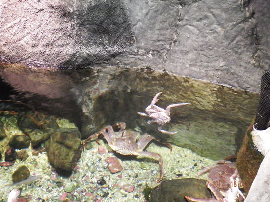 Ein paar interessante Aquarien und mein Higlight war der Film über Polarlichter. Dort durfte man jedoch nicht fotografieren