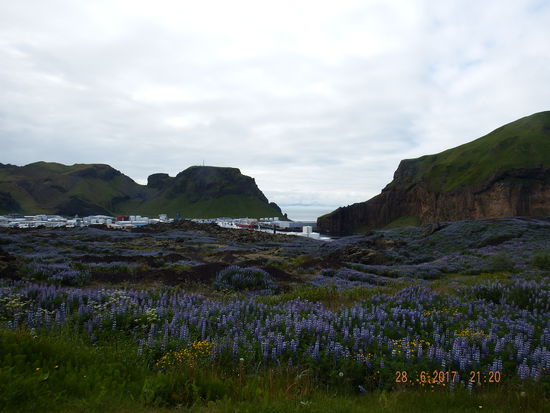 Alaska Lupinenfelder soweit das Auge reicht über dem Hauptort der Insel