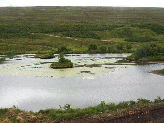 Hier wachsen schon wieder Bäume... laut unserer Führerin sind Bäume recht selten in Island. Wen wundert es auf der Insel aus Feuer und Eis?