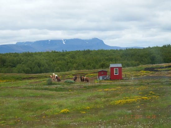 Die Islandpferde sind auch dabei