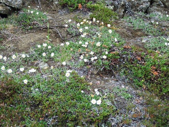 blühen tut es auch hin und wieder