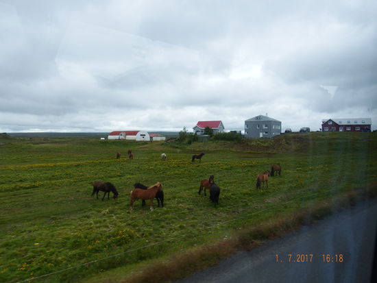 und nochmals ein paar Islandpferde