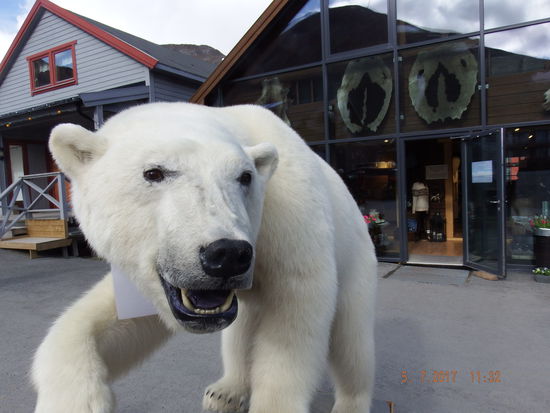 Don't touch hatte er um den Hals hängen.
Wenigstens sahen wir auf dieser Reise einen ausgestopften Eisbären. Bei den wenigen und kleinen Eisschollen, die wir in den Gletscherfjorden gesehen haben, fragt man sich, wo denn die Eisbären überhaupt noch sein sollen. Dennoch darf man sich auf Spitzbergen ausserhalb der Ortschaften nicht ohne Gewehr fortbewegen.