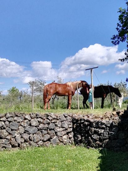 Die Anlage ist wirklich gepflegt und Pferde, Hunde und Hühner, Enten und Gänse gibt es auch und natürlich Weinbau