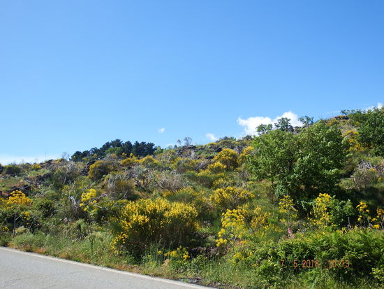 überall blüht es wunderschön...