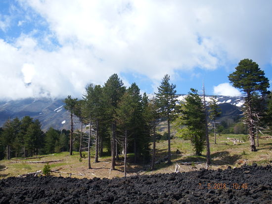 weitere 10 Minuten später ... hier stehen noch ein paar Bäume