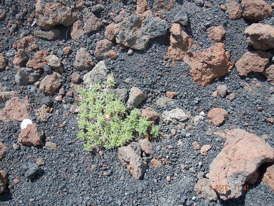 Die Vegetation kämfpt sich wieder durch ... wenn man bedenkt das ist jetzt 16 Jahre her