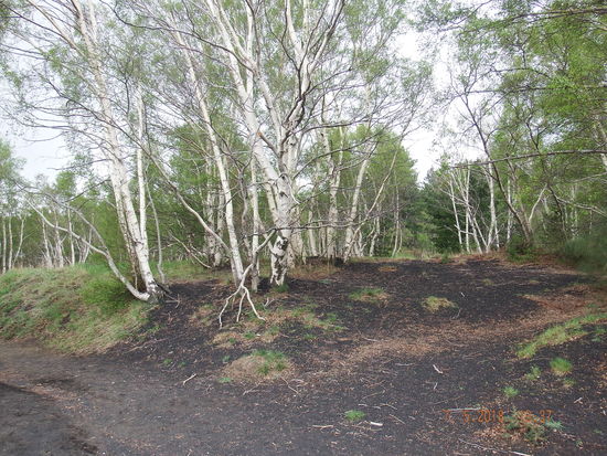weiter durch die Birkenwäldchen
