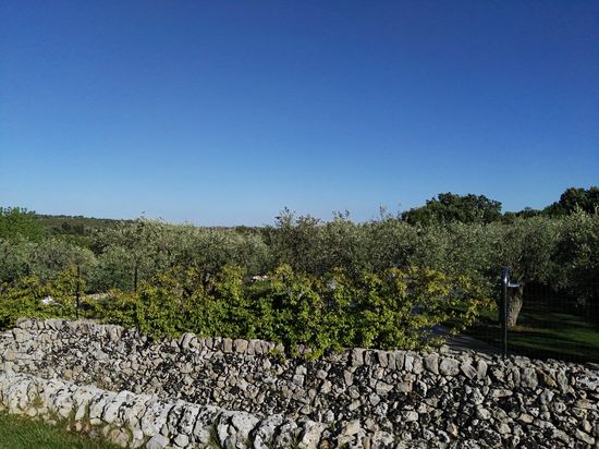 inmitten von Olivenbäumen