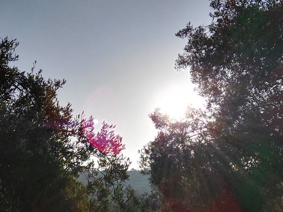 Guten Morgen liebe Sonne