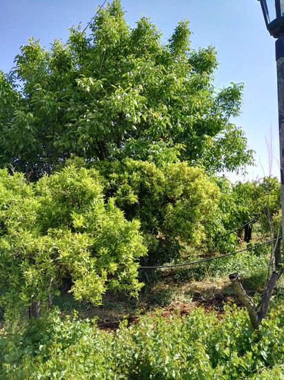 Vogelgezwitscher incl.